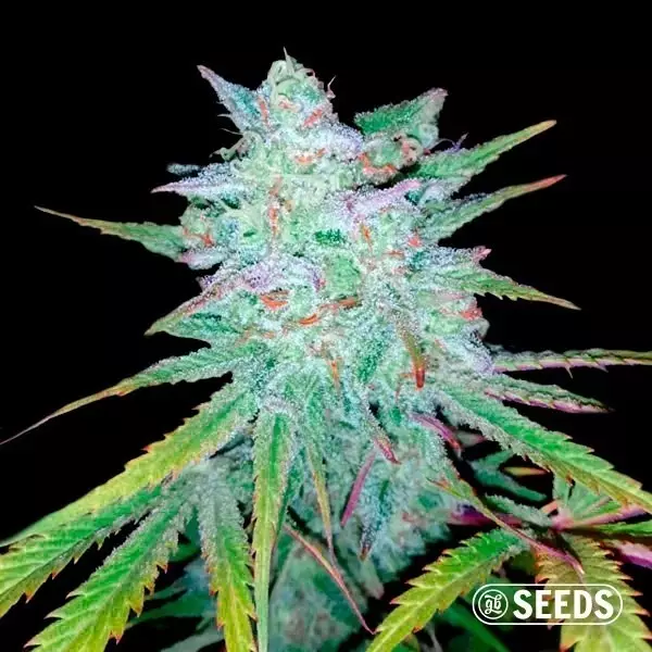 Graines Auto Gelatto XXL - Grow Barato