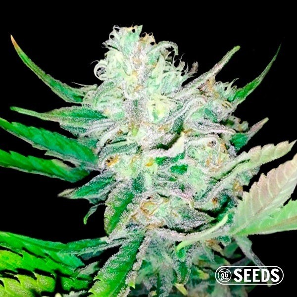 Voir Auto Girl Scout Cookies 100 % féminisée - Grow Barato