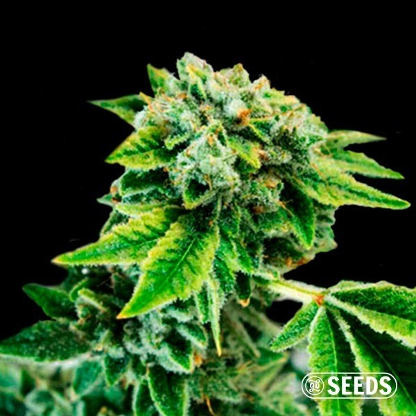 Voir Auto Gorilla XXL très puissante - Grow Barato