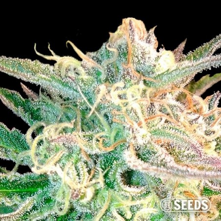 Magnus Super Auto graine automatique en vrac - Grow Barato