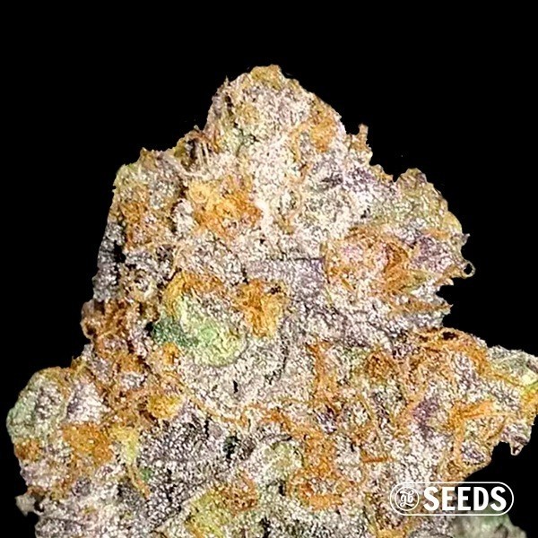 Voir Auto Mamba XXL graine autofloraison en vrac - Grow Barato