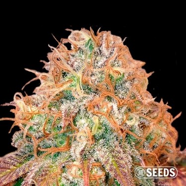 Auto Maxi Gom en vrac 100% féminisée - Grow Barato