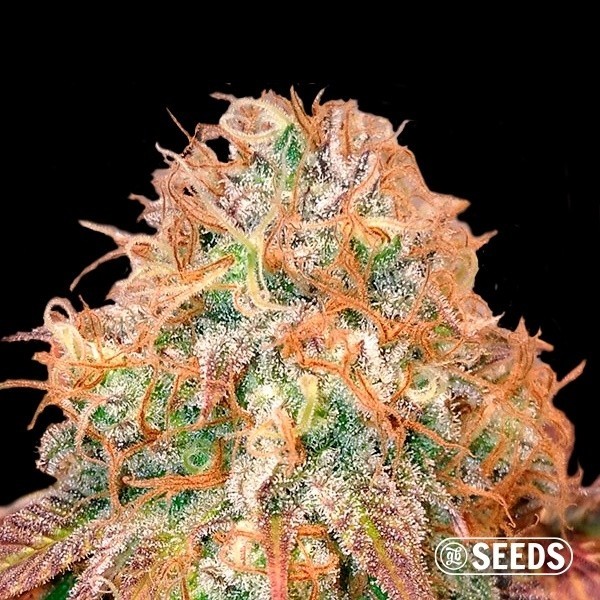 Voir Auto Maxi Gom en vrac 100% féminisée - Grow Barato