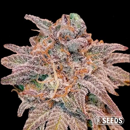 Auto Cheese autofloraison féminisée en vrac - Grow Barato