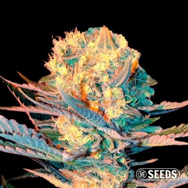 Auto Widow XXL en vrac 100% féminisée - Grow Barato