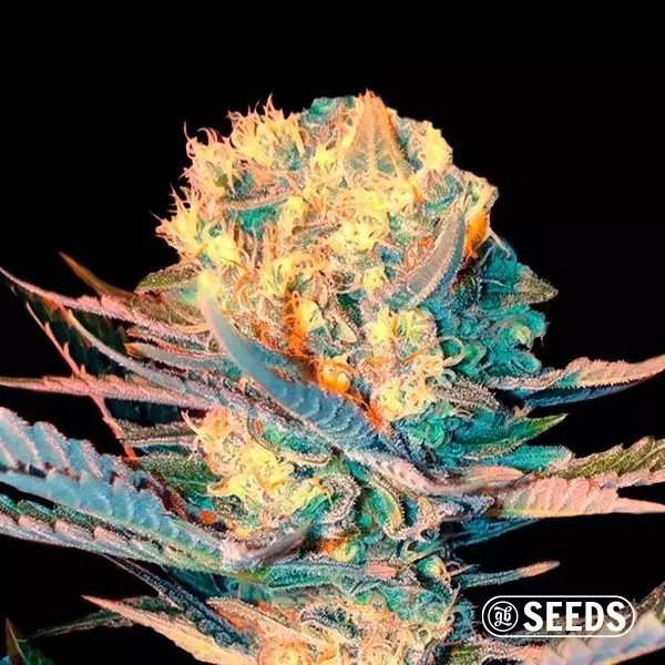 Voir Auto Widow XXL en vrac 100% féminisée - Grow Barato