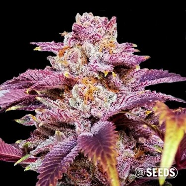 Auto Somango XXL en vrac 100 % féminisée - Grow Barato