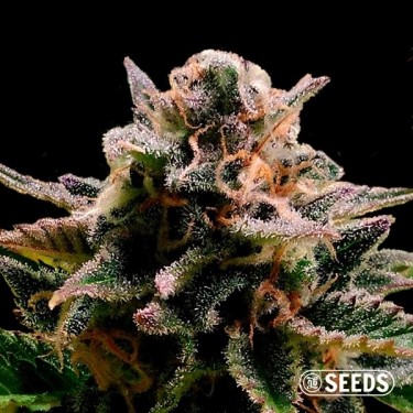 Auto Jack Herer graine autofloraison en vrac - Grow Barato