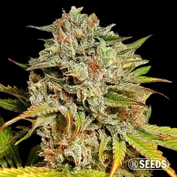 Voir Auto Critical GB XXL de GB Seeds | GB The Green Brand