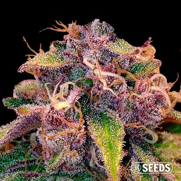 Voir Auto Blueberry en vrac 100 % féminisée - Grow Barato