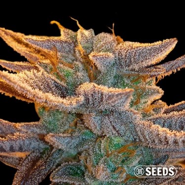 Graines pas chères Auto Amnesia XXL - GB The Green Brand