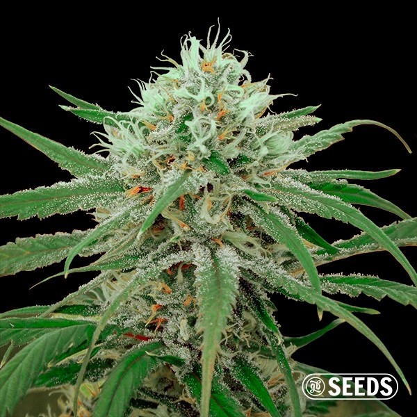 Voir Graines Critical Fast CBD en vrac - GB The Green Brand