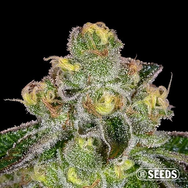 Voir Girl Scout Cookies