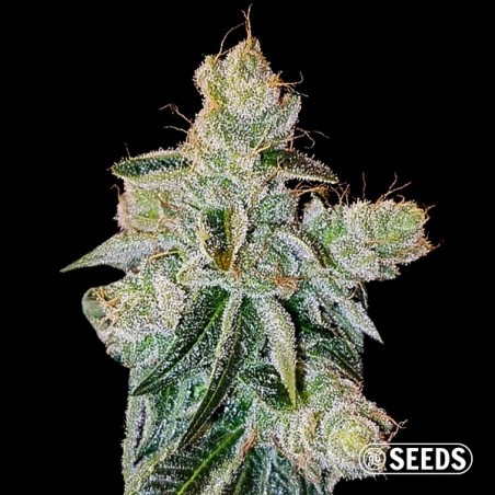 Pluto féminisée en vrac | Variété Kush - Grow Barato
