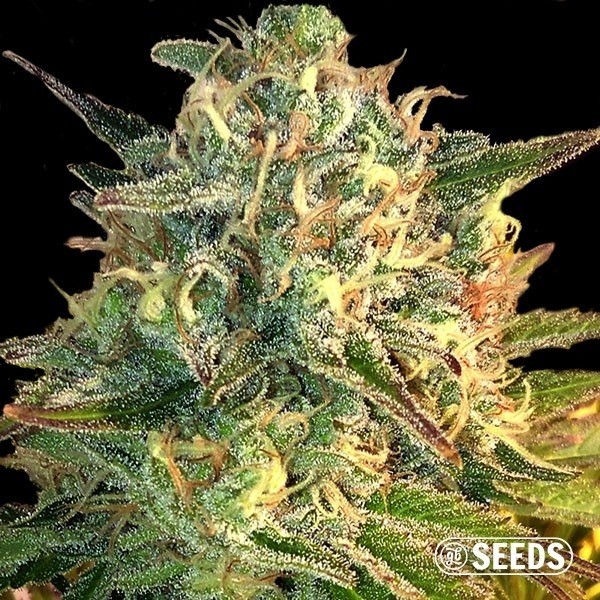 Voir Auto Moby Dick autofloraison en vrac - Grow Barato