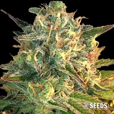 Auto Moby Dick autofloraison en vrac - Grow Barato