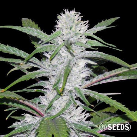 Graines Moby Dick Fast en vrac - GB The Green Brand