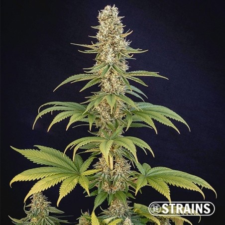 Acheter Bazookiez Édition Limitée GB STrains - GB