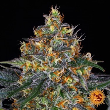 Moby Dick Auto de Barney's Farm - GB The Green Brand