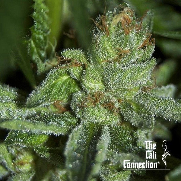 Voir Buddha Tahoe OG