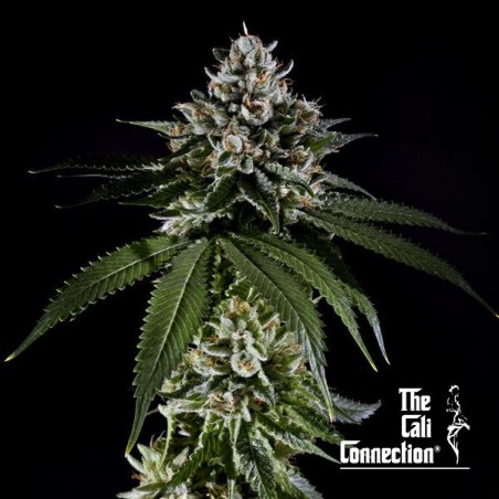 Fire OG The Cali Connection