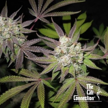 Tiramisu de The Cali Connection