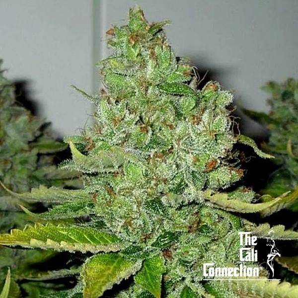 Voir SFV OG Kush Regular