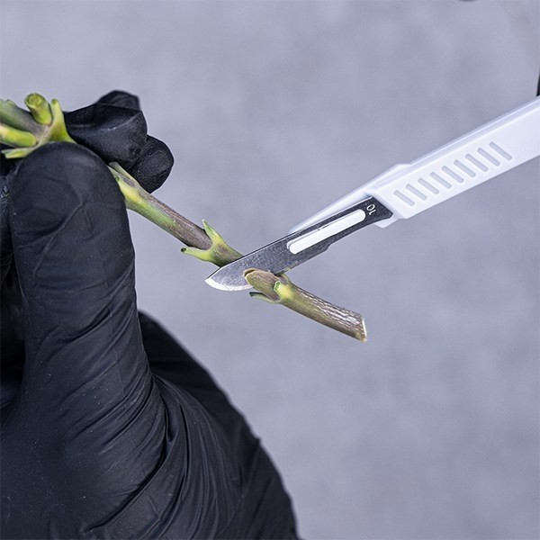 Kit spéciale taille GB bistouri