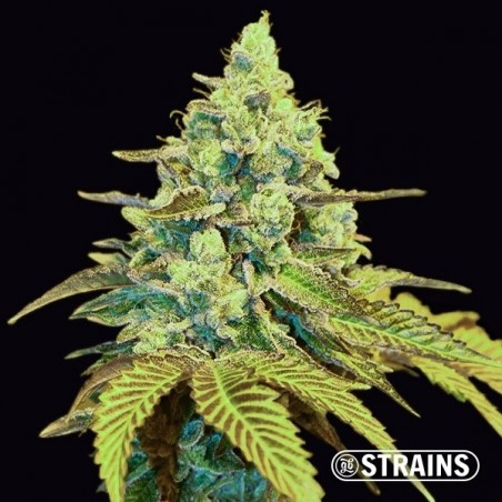 MAC (Miracle Alien Cookies) – Graine féminisée | GB Strains