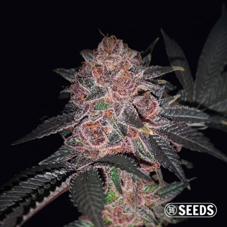Auto Purple Wookie CBD - GB The Green Brand