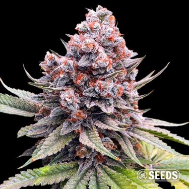 Auto Forbidden XXL de GB Seeds - GB The Green Brand