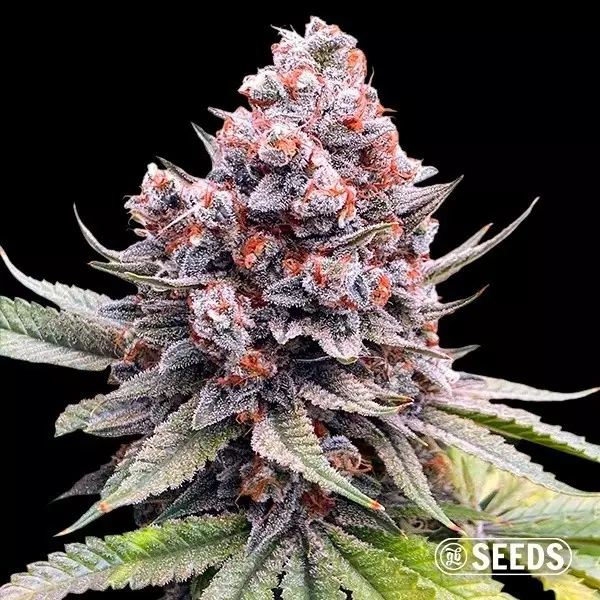 Voir Auto Forbidden XXL de GB Seeds - GB The Green Brand