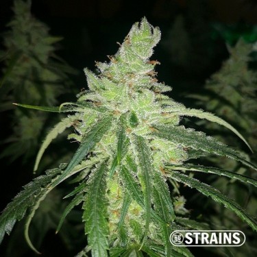 Therapy CBD de GB Strains Graine féminisée - Grow Barato