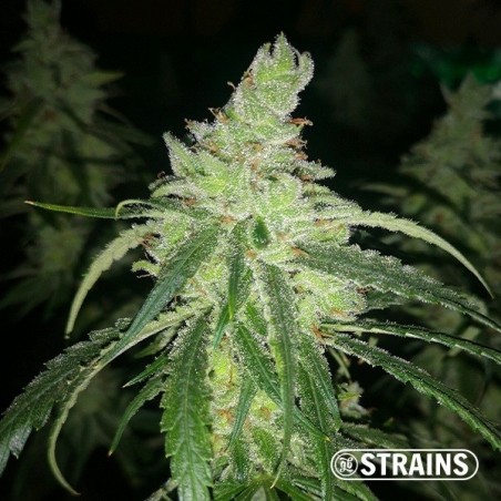 Therapy CBD de GB Strains Graine féminisée - Grow Barato