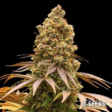 Graine Auto Critical XXL CBD en vrac - GB The Green Brand