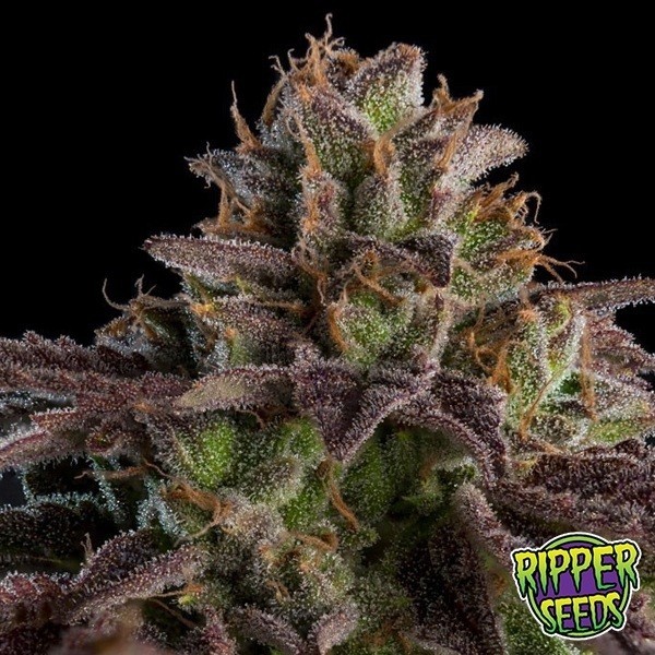 Voir K-Mintz Auto de Ripper Seeds