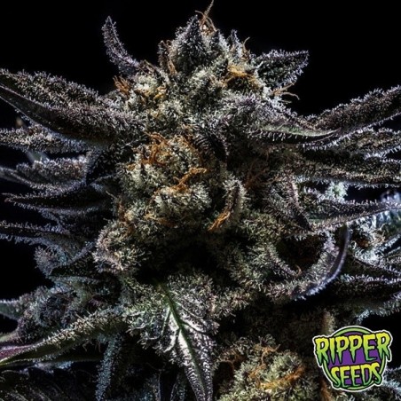 Zombie Kush Auto de Ripper Seeds