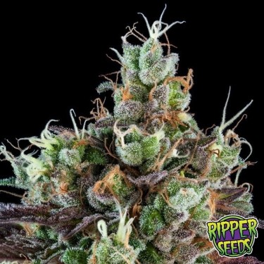 Sour Ripper Auto de Ripper Seeds