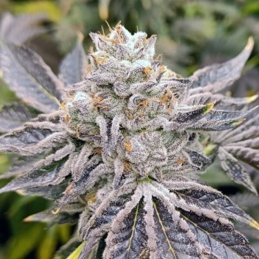 Plante de cannabis Euskal Zkittlez