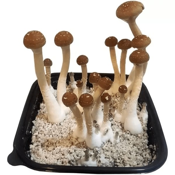 Champignons magiques GB - GB The Green Brand