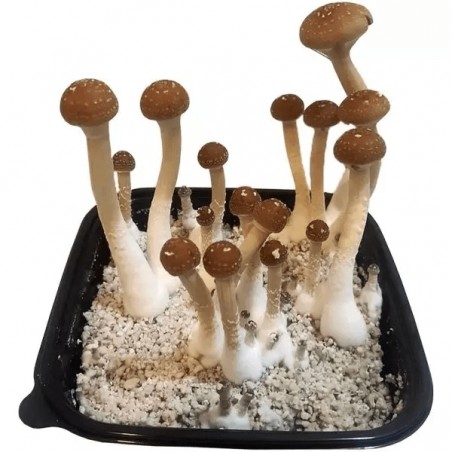 Champignons magiques GB - GB The Green Brand