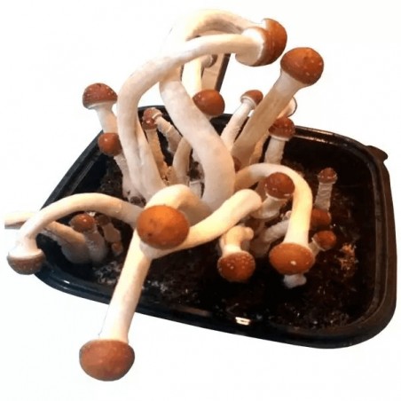 Champignons magiques B+ AK47 - GB The Green Brand