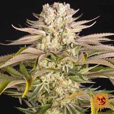 Pineapple Express Barney's Farm - GB The Green Brand