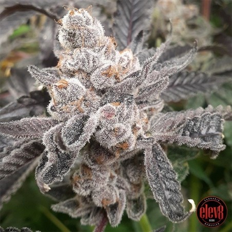 Bakers Fruit graines d'Elev8 Seeds - GB The Green Brand