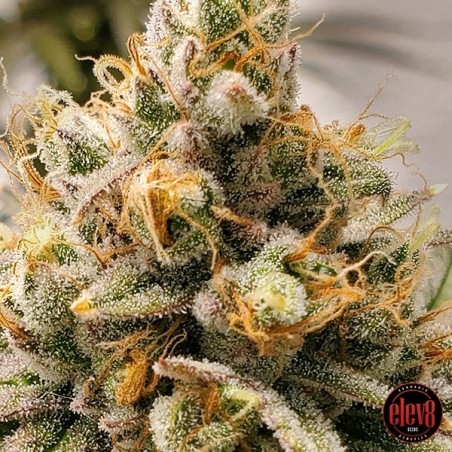 Frosty Melons graines d'Elev8 Seeds - GB The Green Brand