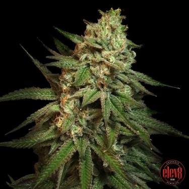 Snoop's Applefrizzle féminisée d'Elev8 Seeds - Grow Barato