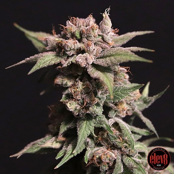 Voir Strawberry Sugar d'Elev8 Seeds - GB The Green Brand