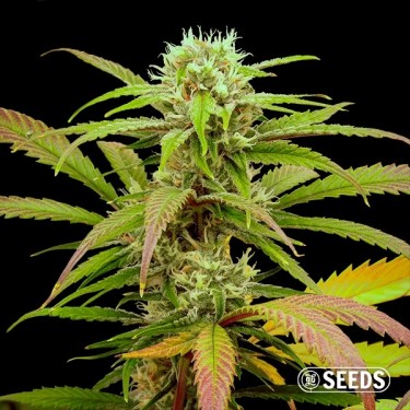 Graines Critical Fast CBG en vrac - GB The Green Brand