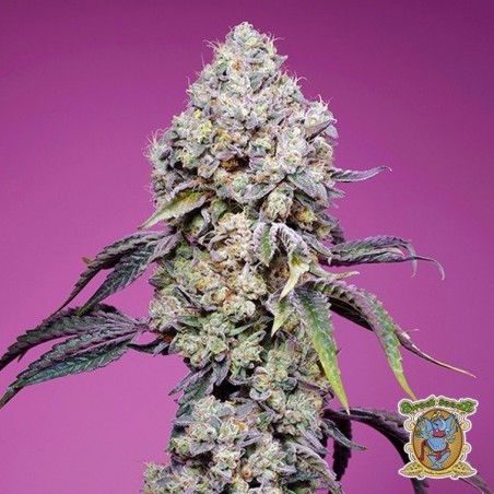 Plantes de cannabis Sweet Mandarine Zkittlez F1 Fast Version