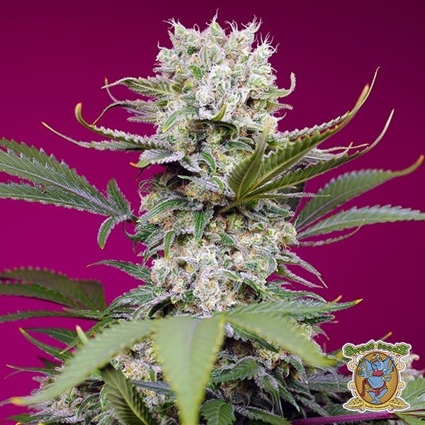 Voir Sweet Mandarine Zkittlez XL Auto